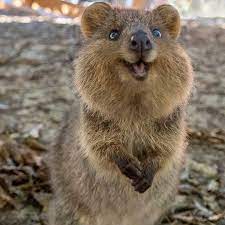 Quokka!